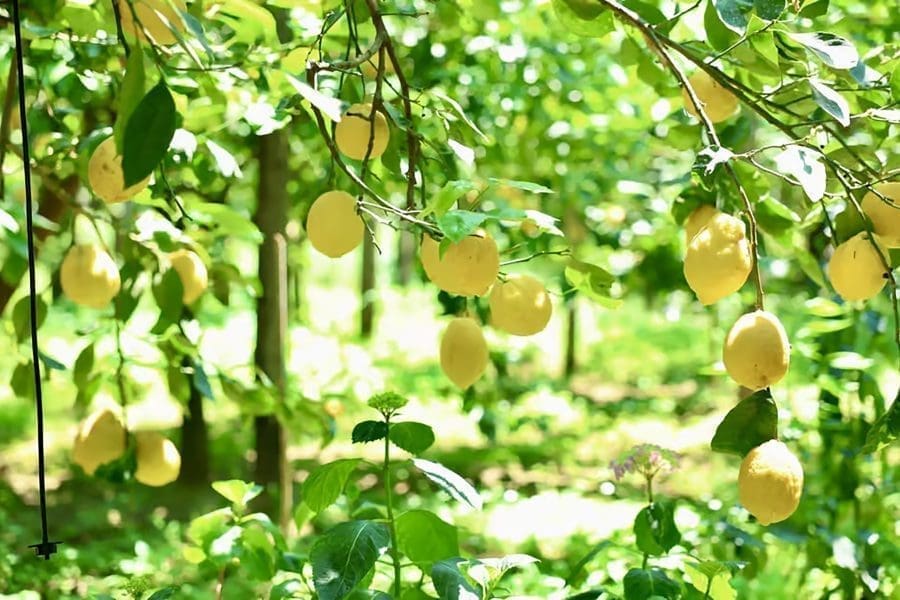 Sorrento lemon grove is a unique experience that delights the senses